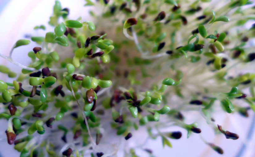 Sprouting Alfalfa Seeds