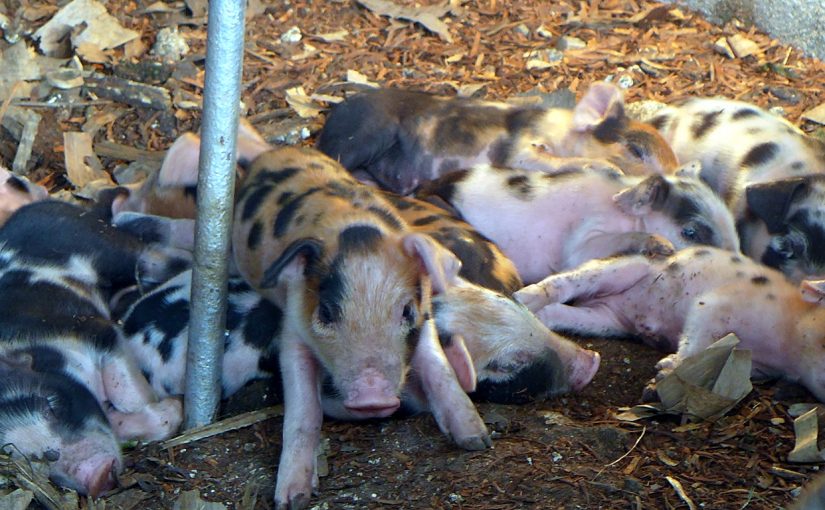 Sow and Piglets in an Alternative Farrowing System