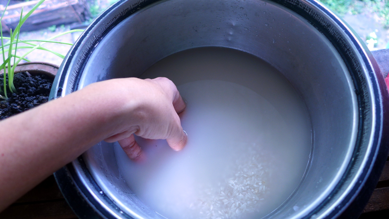 Acidify Rice How to Make Lactic Acid Bacteria Serum – Duckduckbro