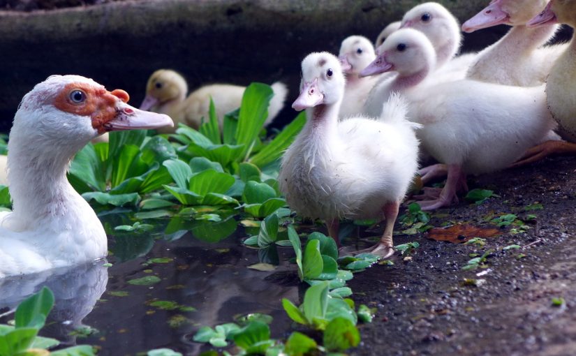 Raising Ducks in Your Backyard