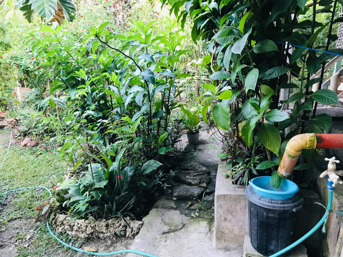 Update on the for DIY kitchen greywater treatment